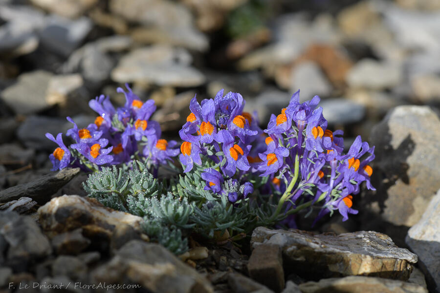 Diaporama "Autour de la flore alpine du massif du Mont Viso"_Molines-en-Queyras