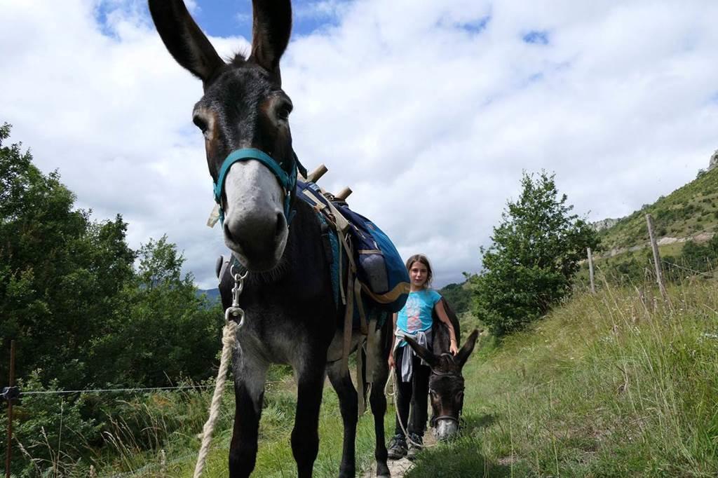 La Ferme aux Anes
