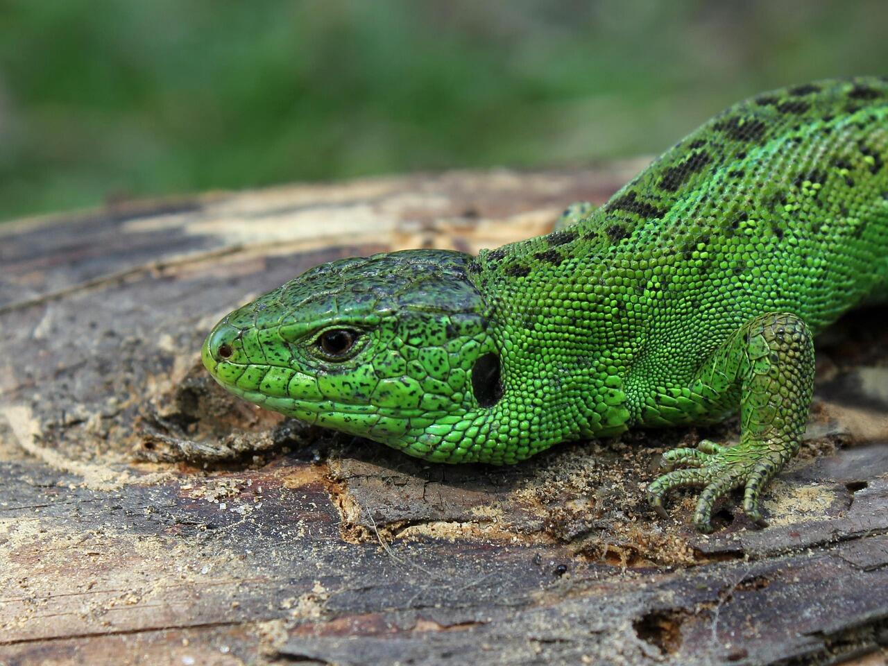 Lézard à deux raies
