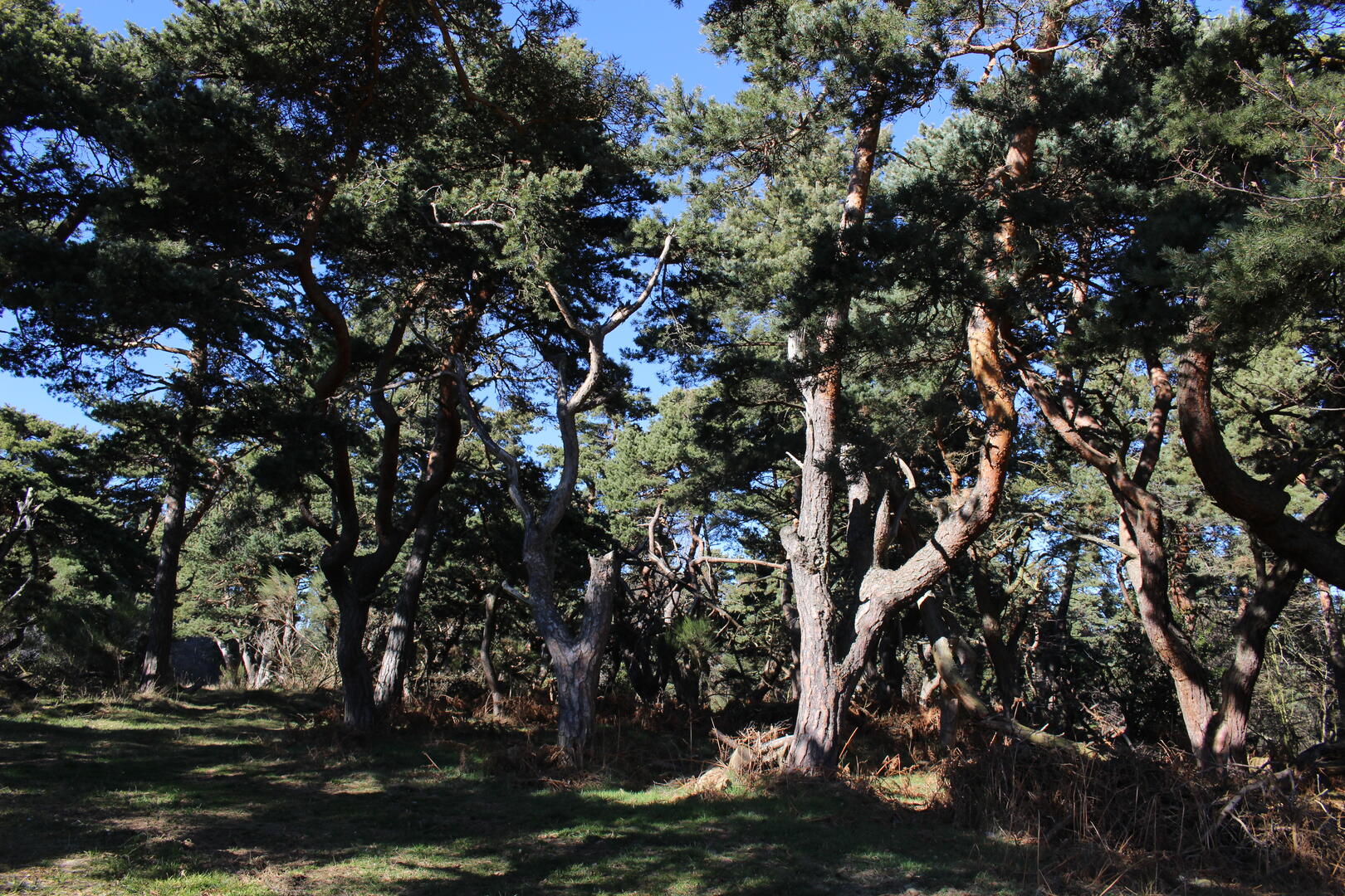 Bois de garolles