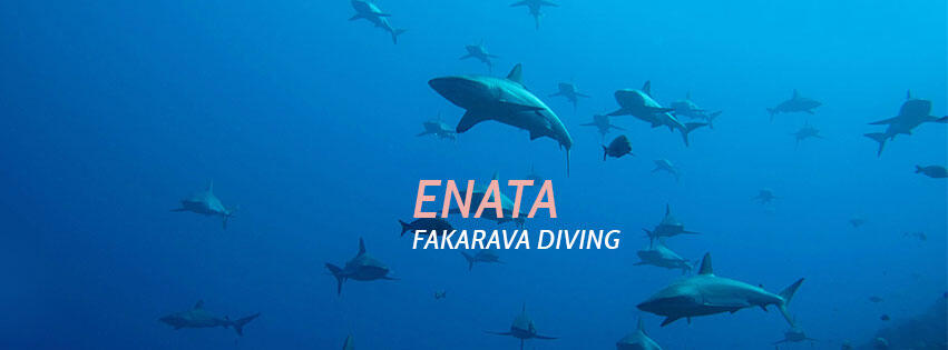 Enata Diving Center - Tahiti Tourisme