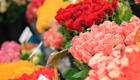 fleurs cannes