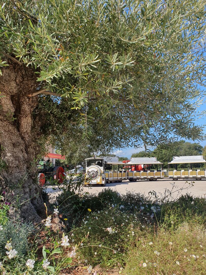 Petit train des vignes
