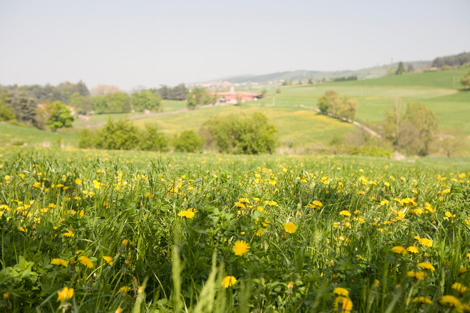Campagne