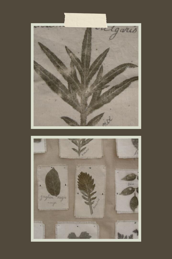 Atelier Initiation à la teinture végétale_Arvière-en-Valromey