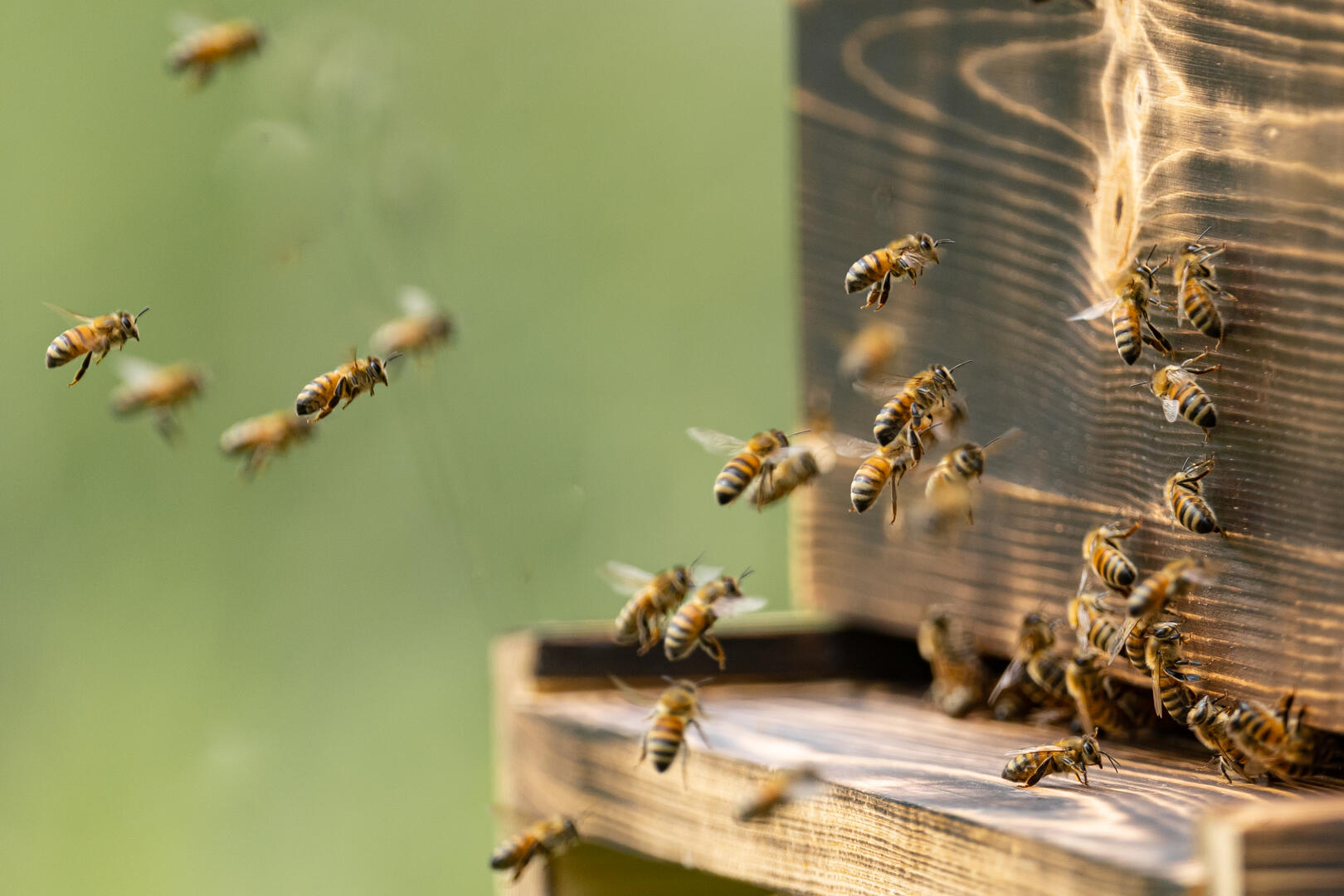 À la découverte de l'apiculture_Breuil-Magné