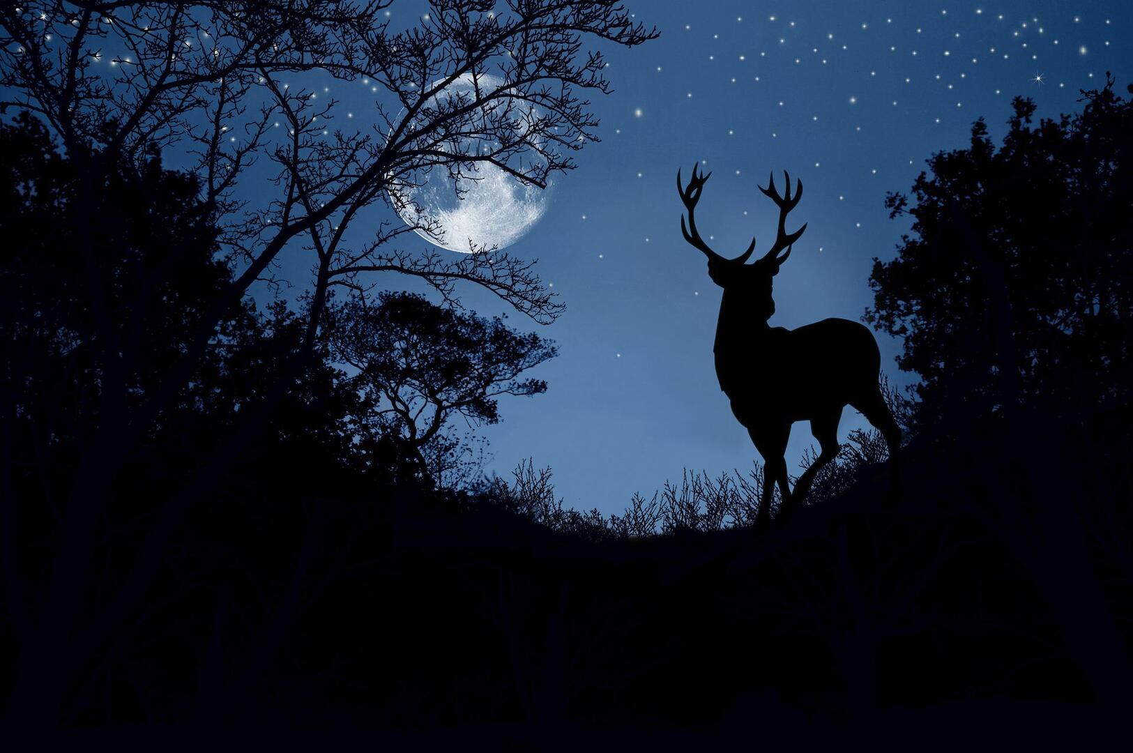 nocturne cerf