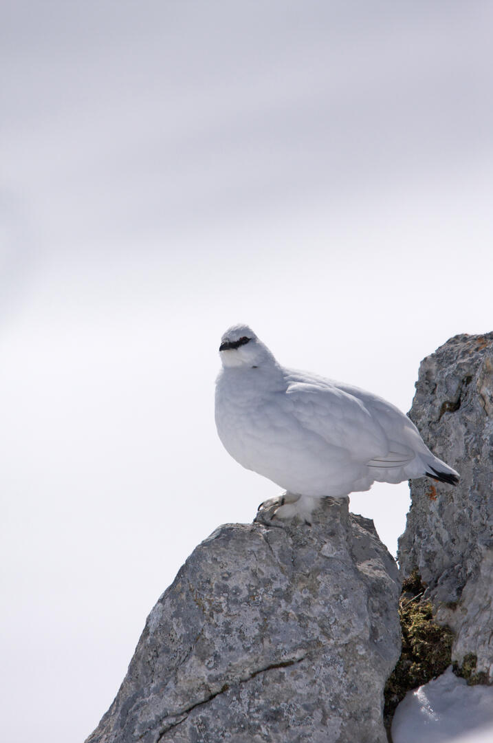Lagopède alpin