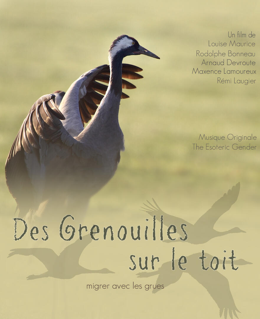 Des grenouilles sur le toit