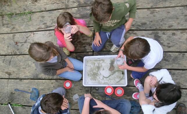 A la pêche aux petites bêtes_Ceyzérieu