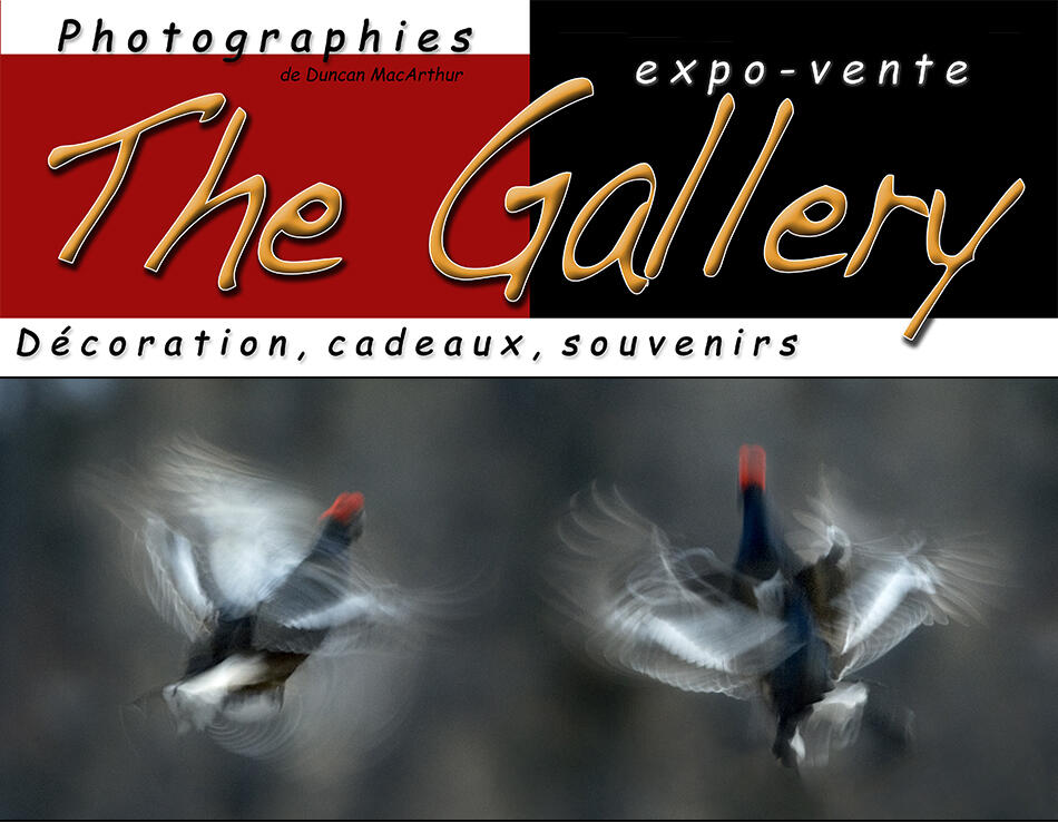 The Gallery