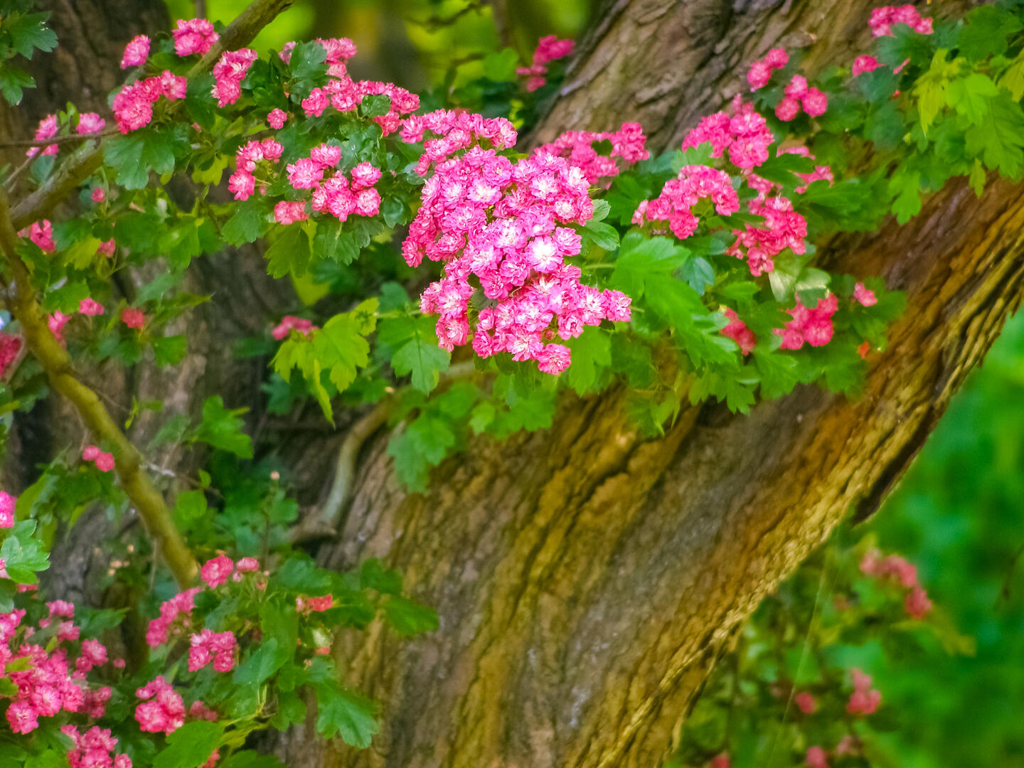 Sylvothérapie Ariège - Rencontre avec l'Aubépine