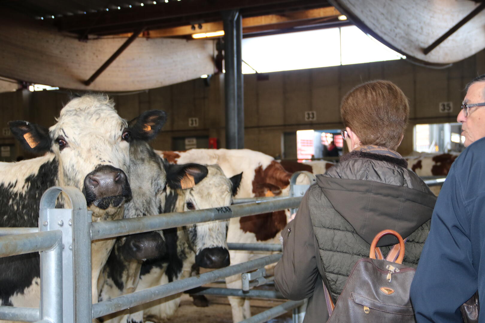 visite du foirail 2020©D Robinot OTBBB (23)