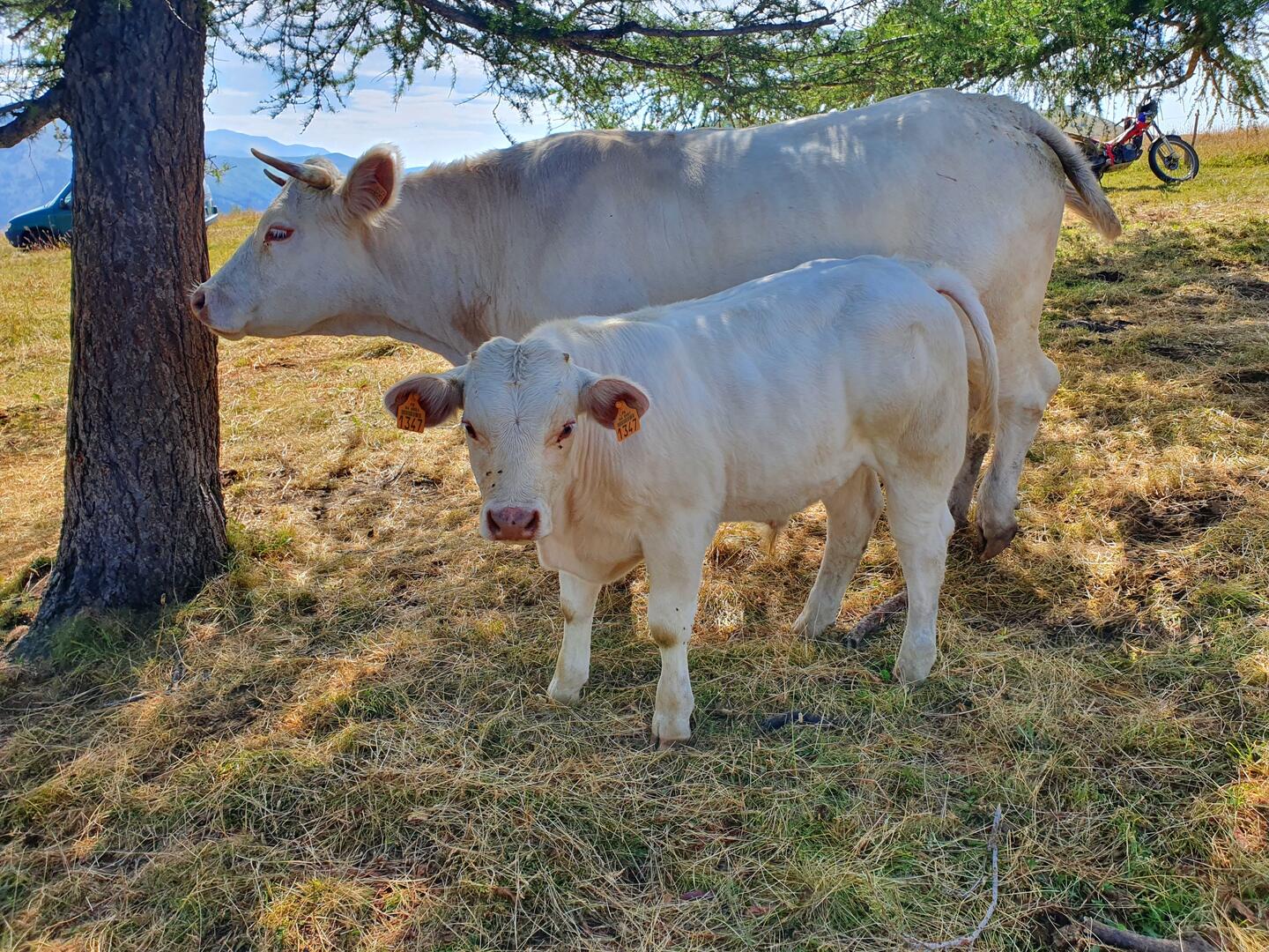 Gaec Le Charolais du Verdon