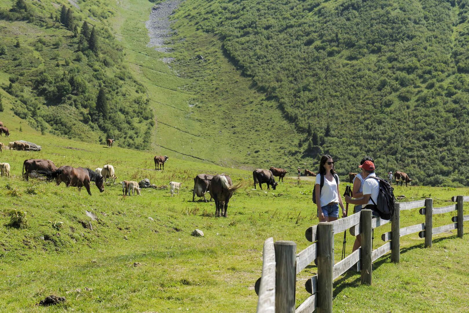 Atelier "Découverte de l'alpage"_Morzine