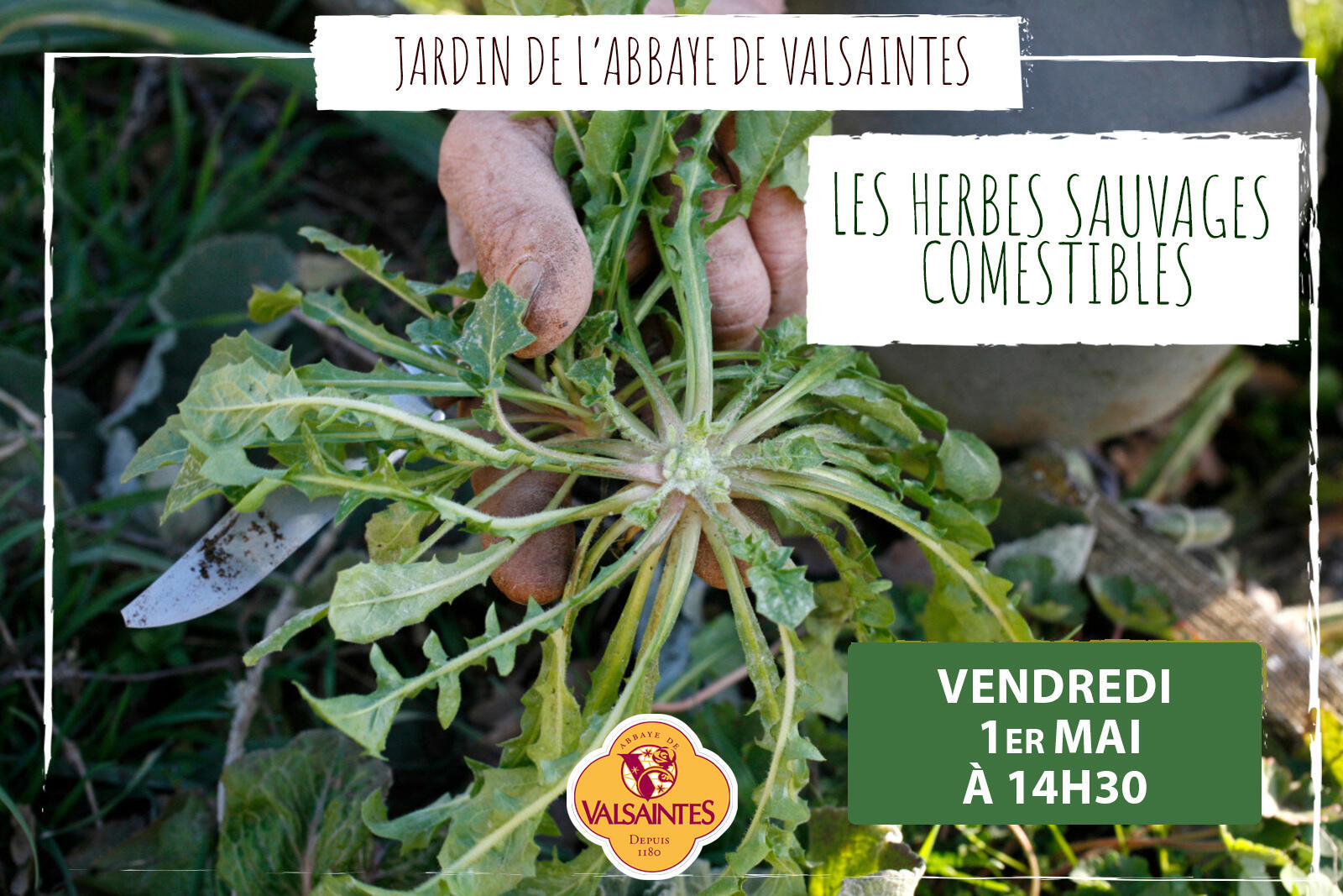 Les plantes sauvages comestibles_Simiane-la-Rotonde