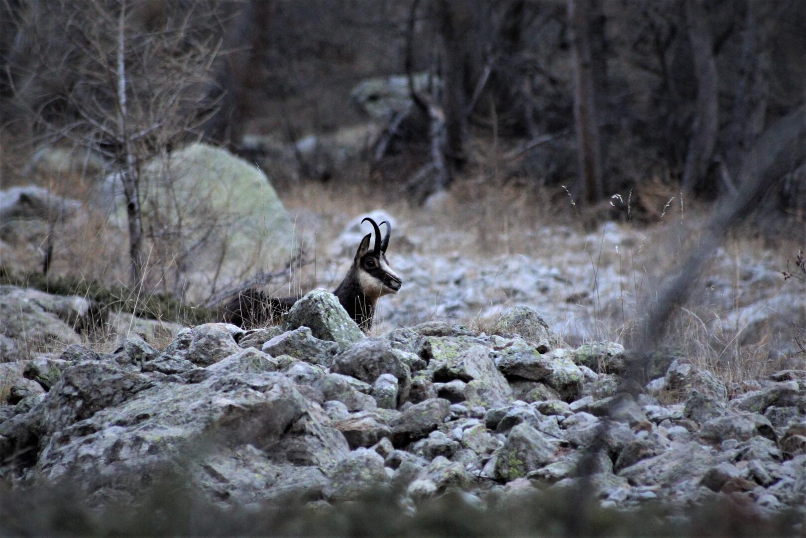chamois valestrèche