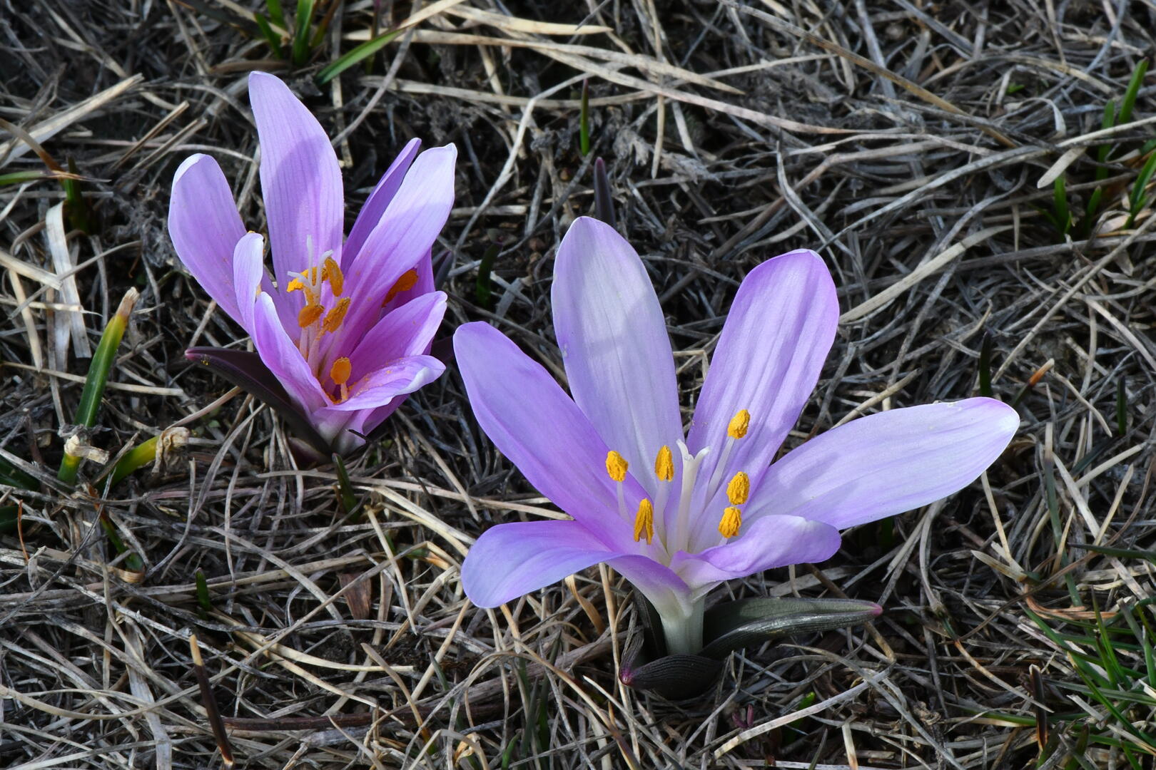 Diaporama "Flore de montagnes en images"_Molines-en-Queyras