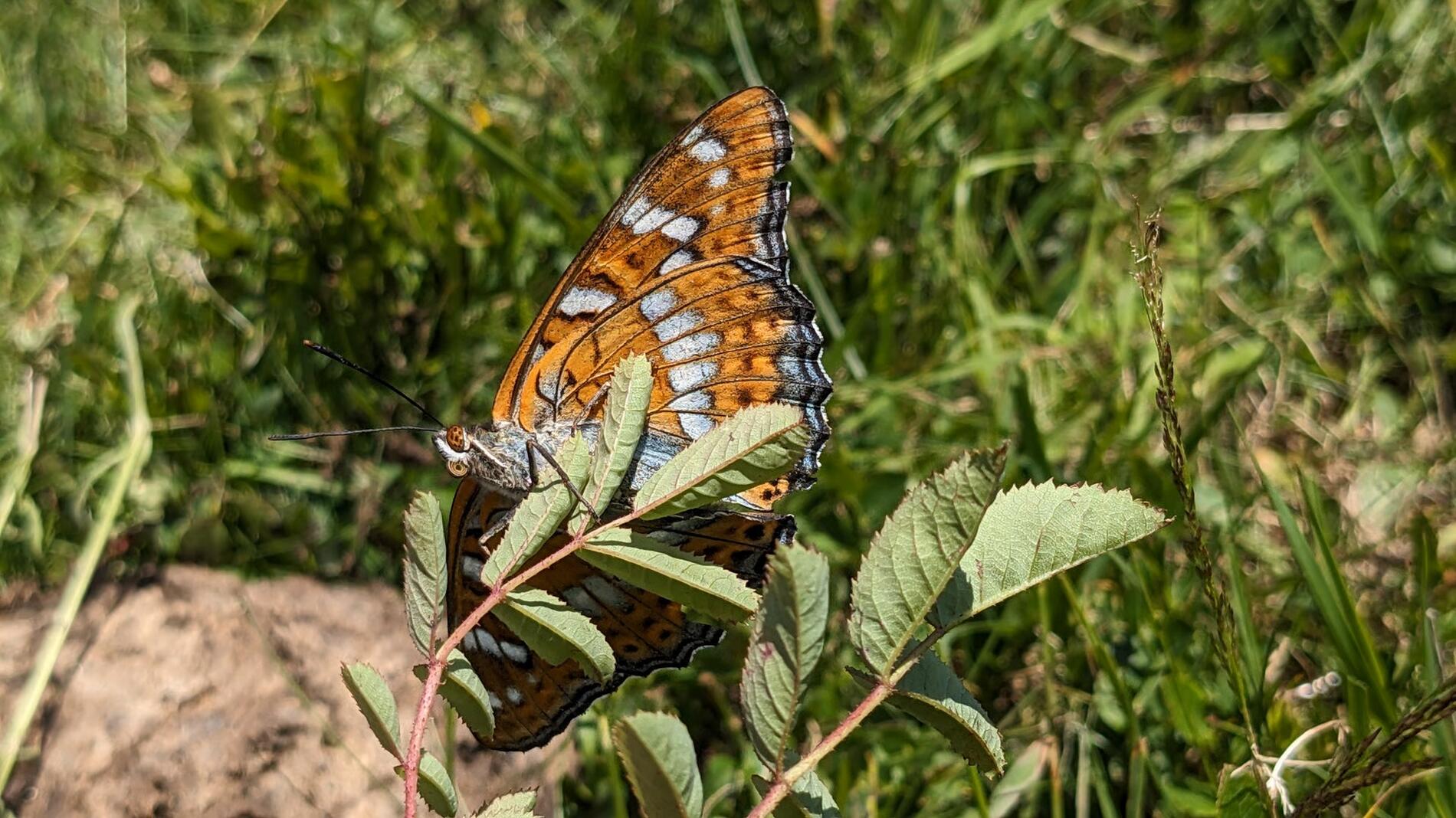 Découverte guidée des insectes vivant autour du refuge du Crêt du Poulet