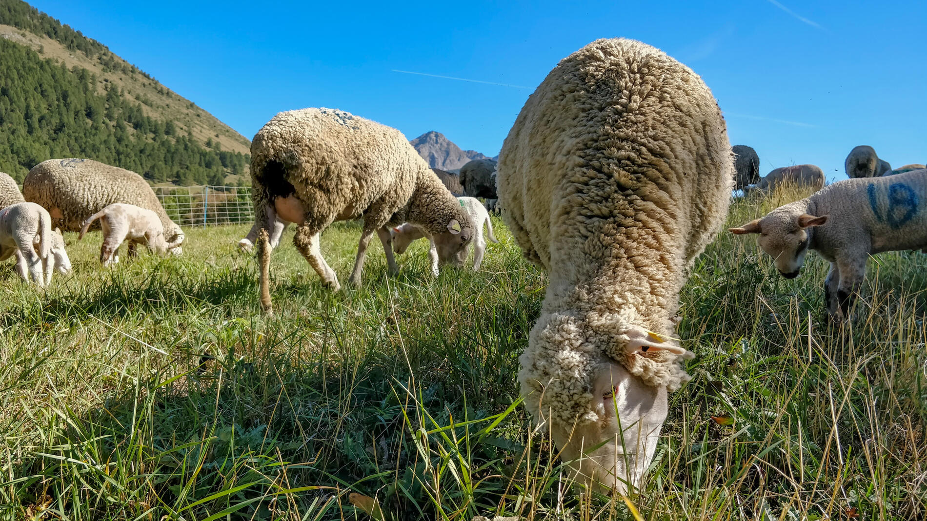 Ferme des Sonnailles_Ancelle