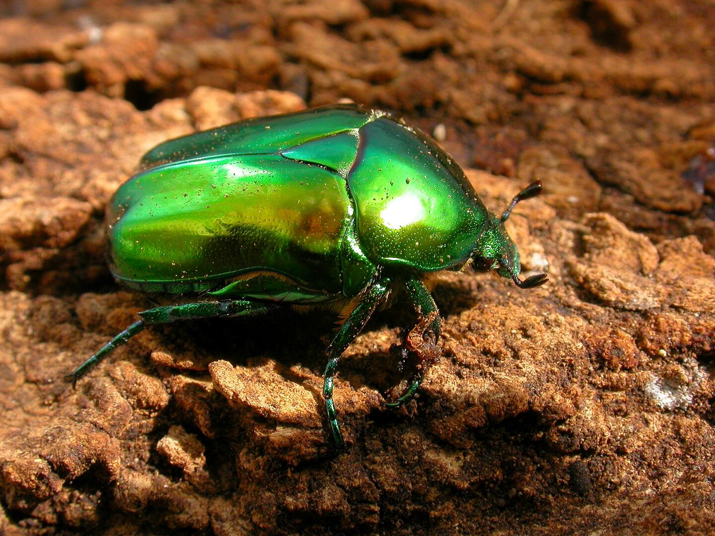 Minuscules : le monde des insectes_Sallèdes