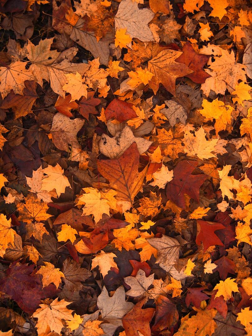 Feuilles d'automne.