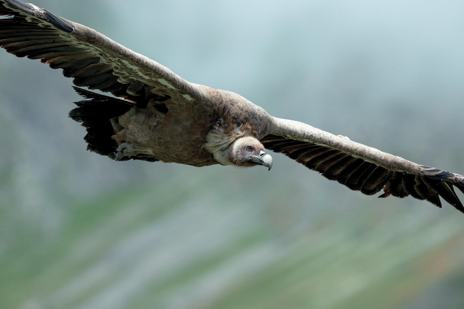 Vautour