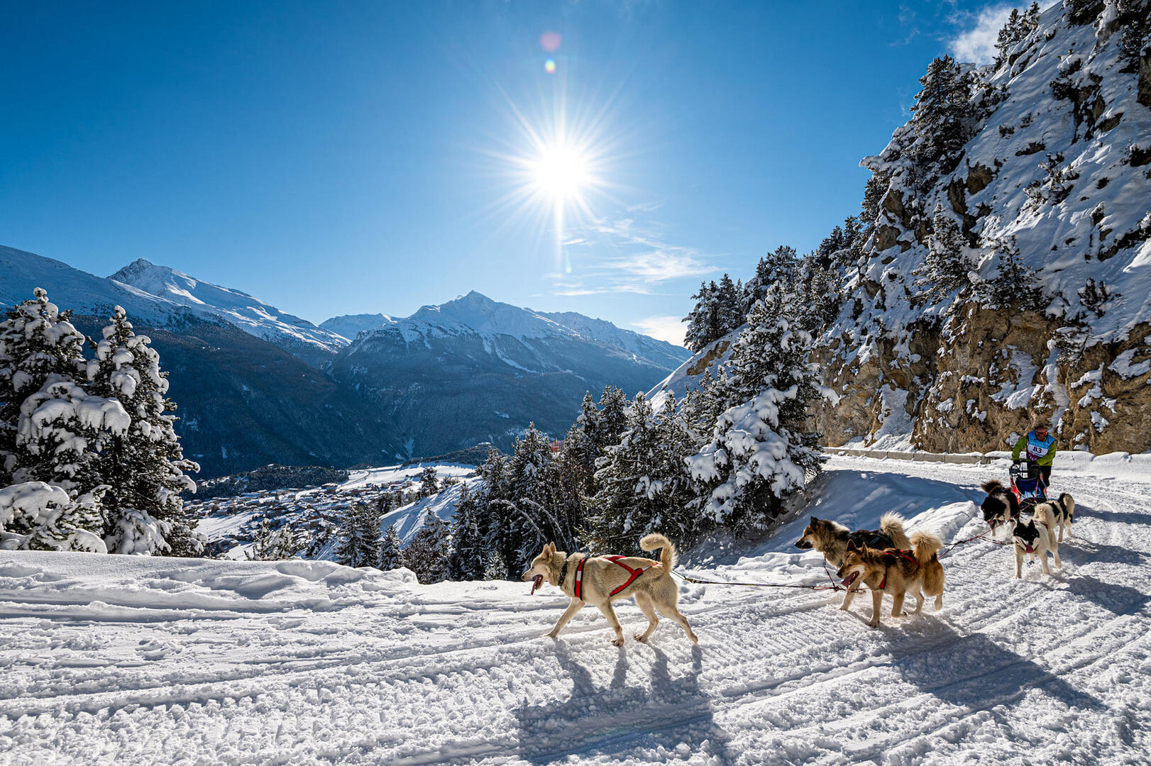 Chiens de traîneaux à Aussois