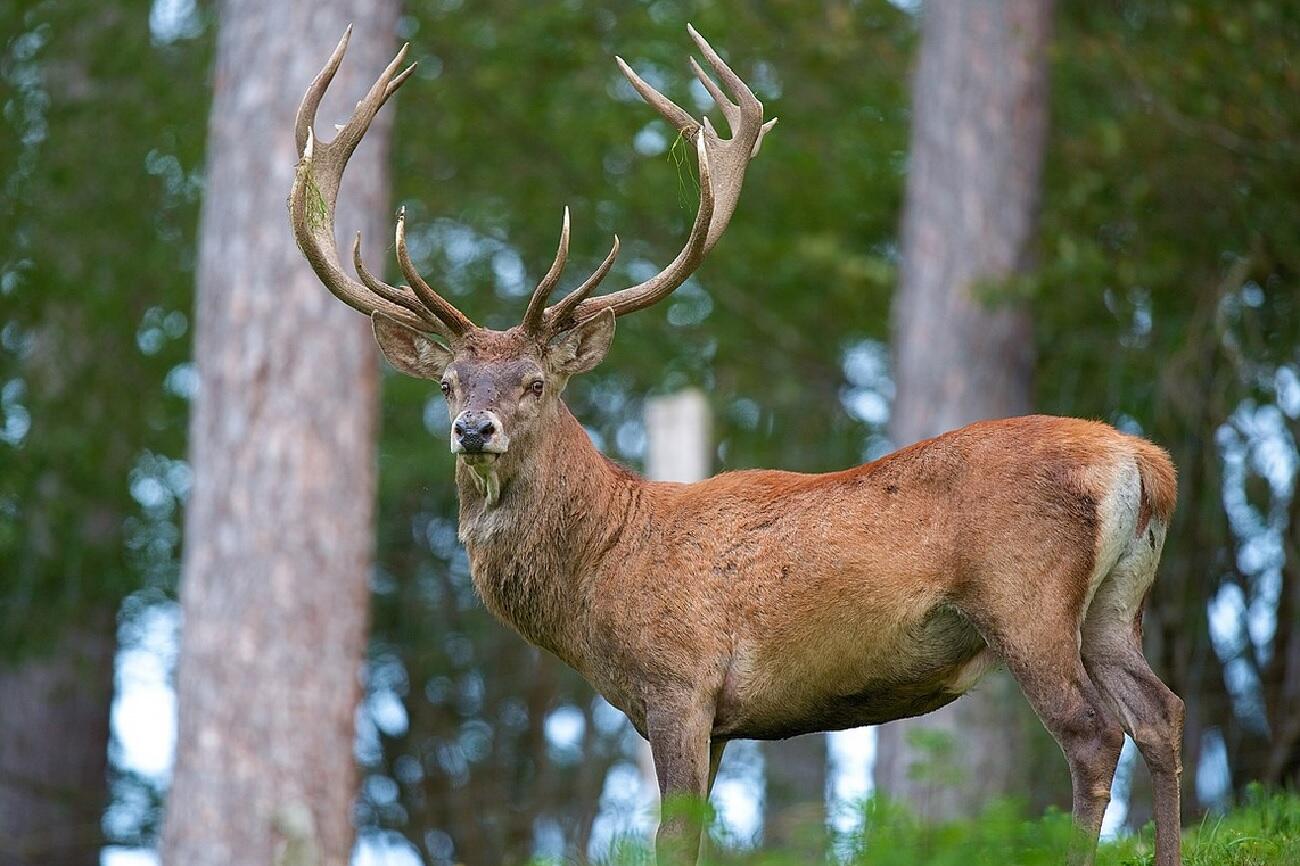 Brame du Cerf