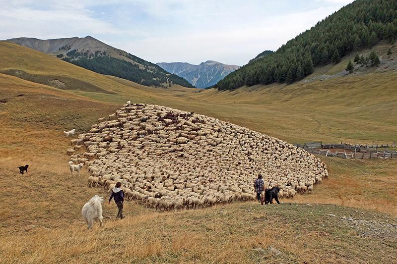 Repas et soirée sur le pastoralisme_Abriès-Ristolas