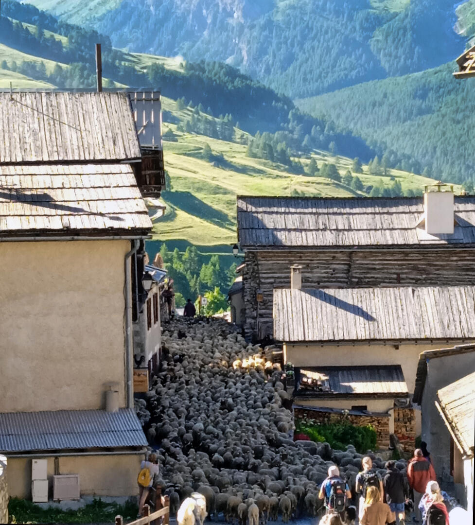 Transhumance à Saint Véran_Saint-Véran