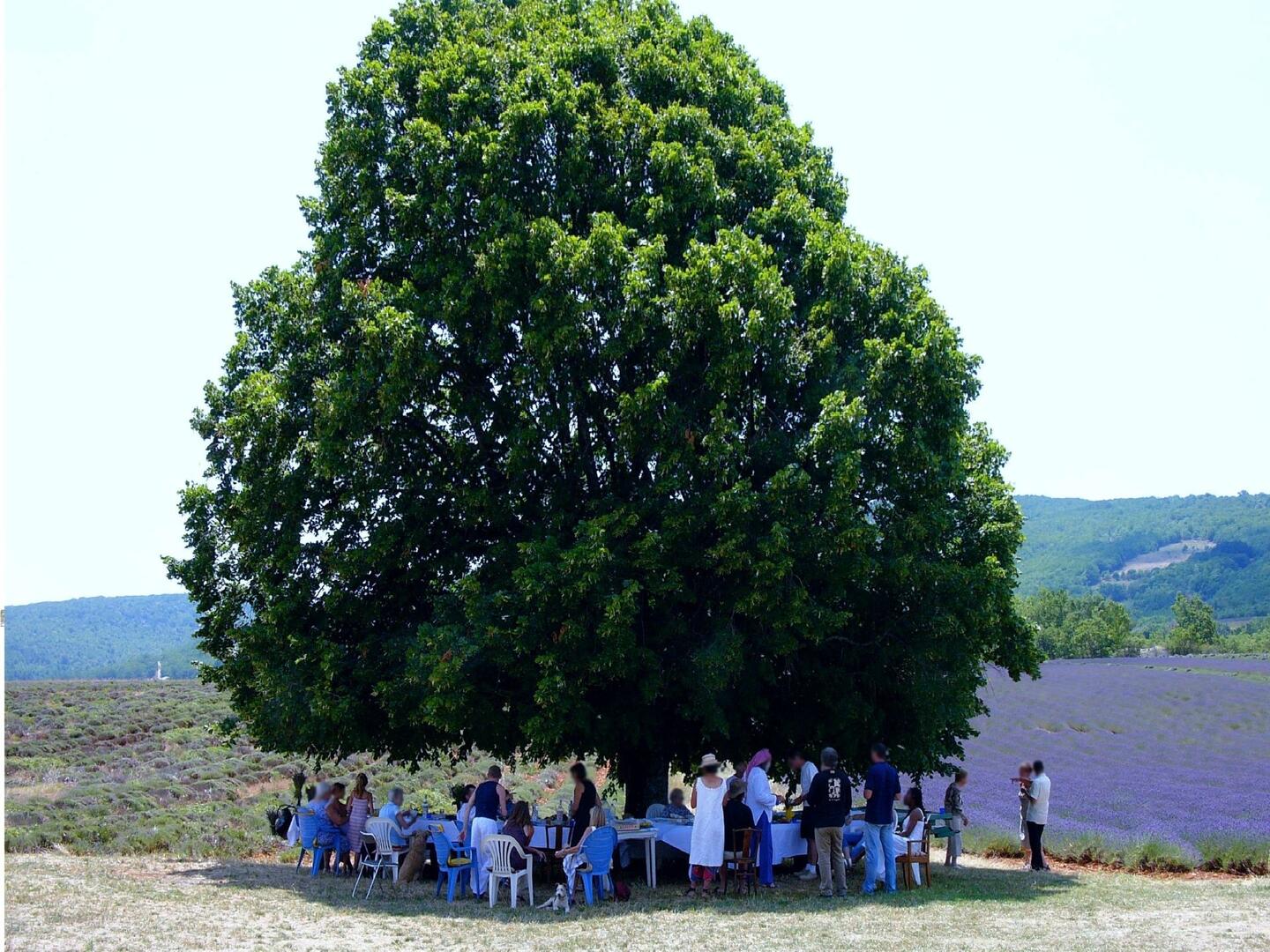 Les Apéros d'Albion - Lavande et Distillation_Simiane-la-Rotonde
