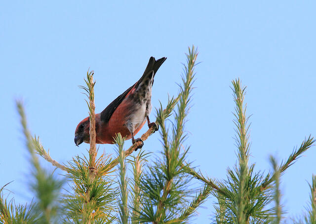 Animation scientifique ornithologie : oiseaux rupestres._Champcella