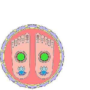 reflexologieescaron