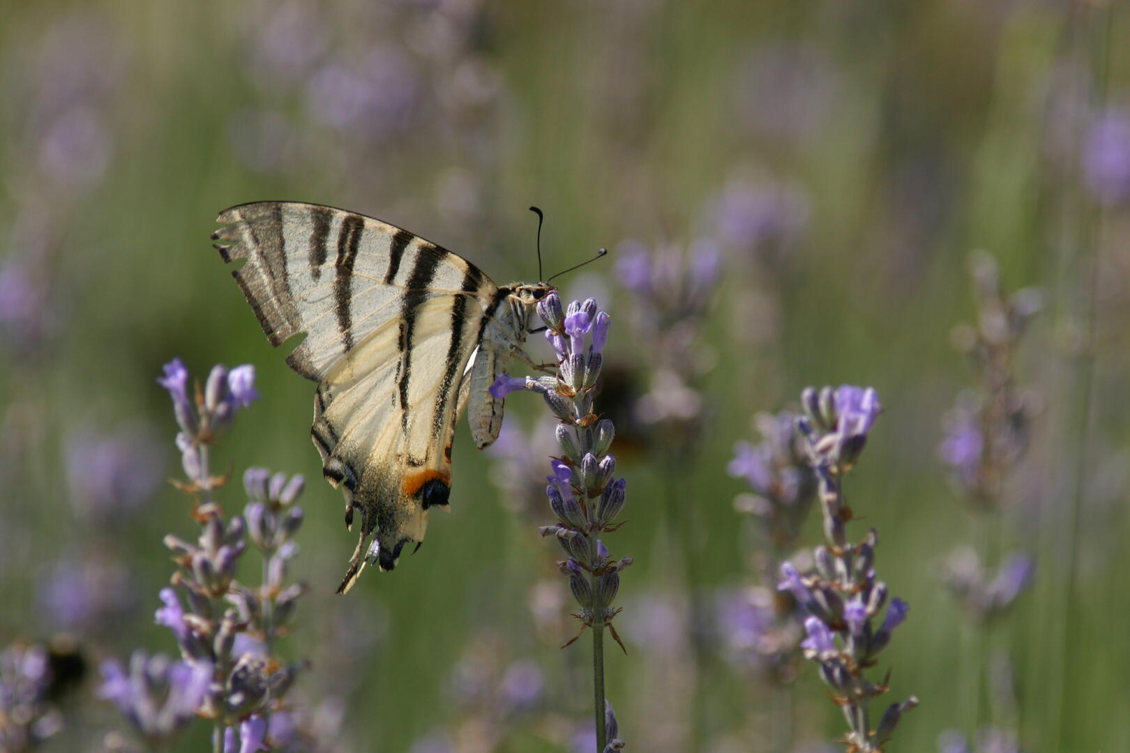 Papillons et autres insectes des prairies_Le Cheylas