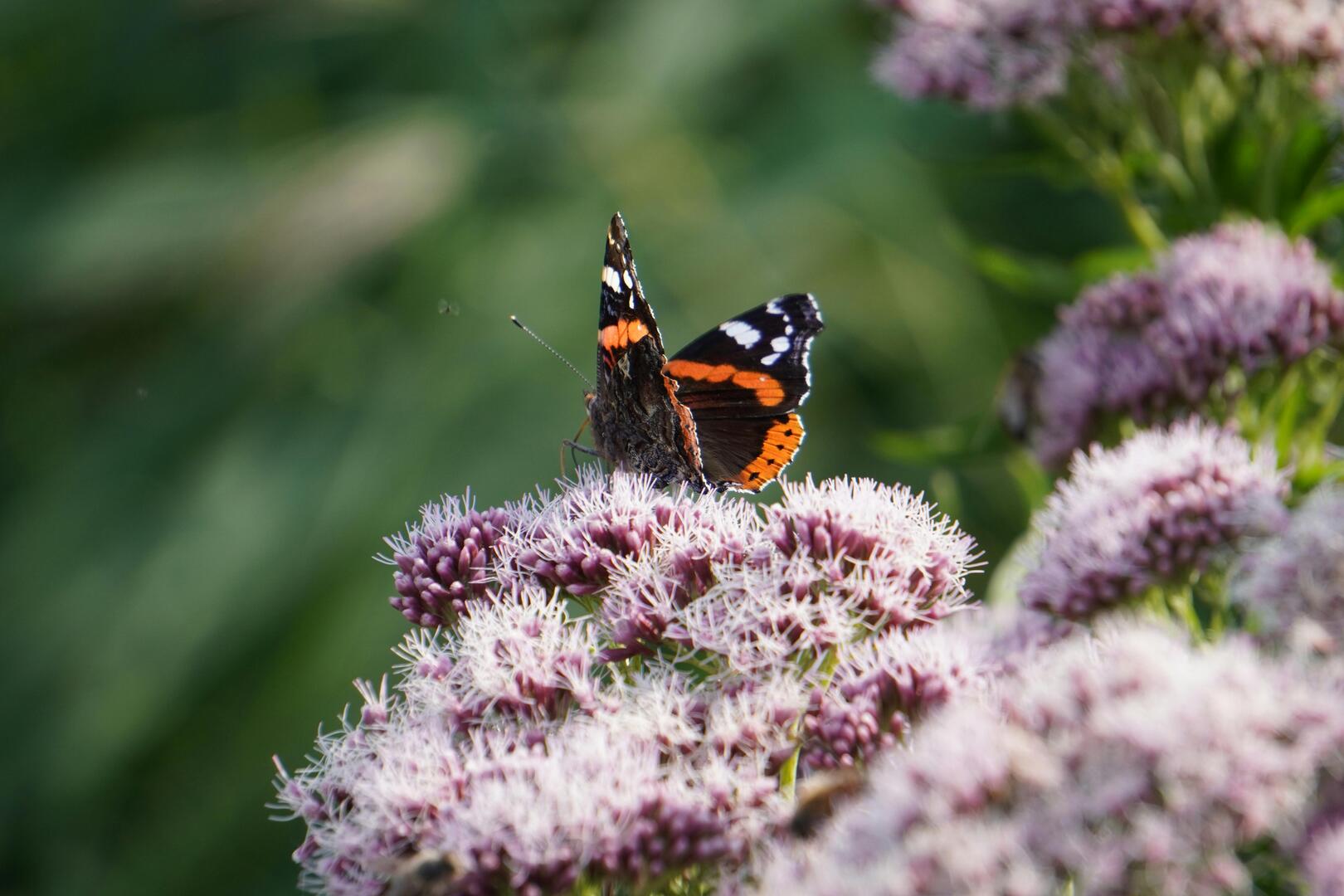 Atelier "Observation des insectes de la montagne"_Morzine