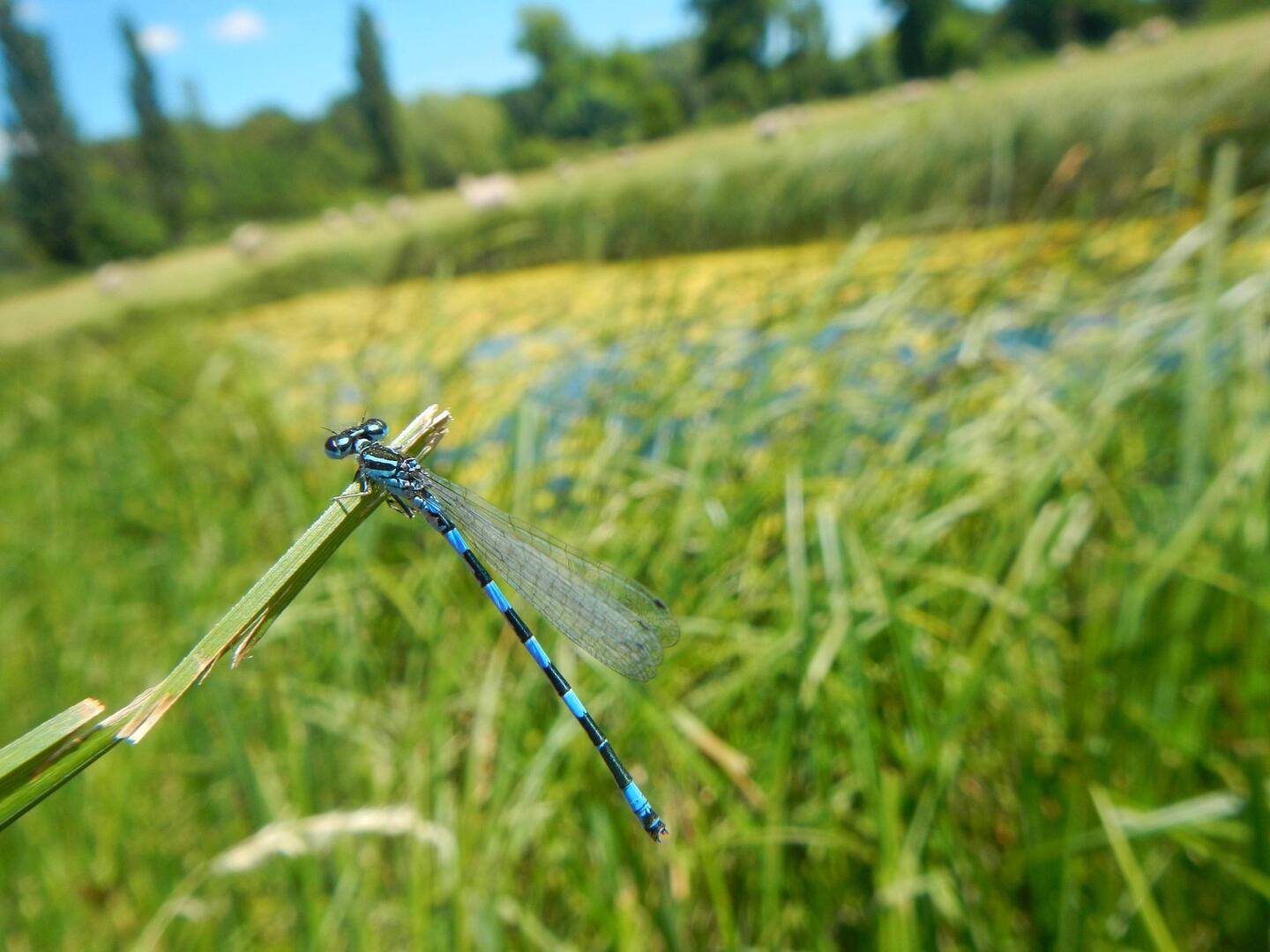 Sortie buissonnière "Vallée de l'Encrème, entre zones humides et prairies fleuries"_Céreste