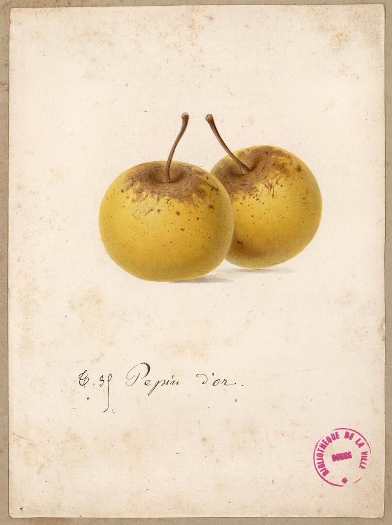 Découverte de la pomologie_Bourg-en-Bresse