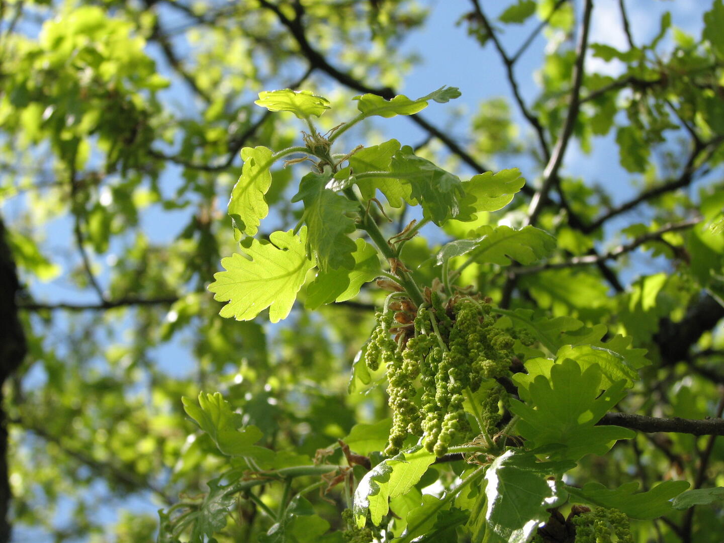 Forêt de la Comté