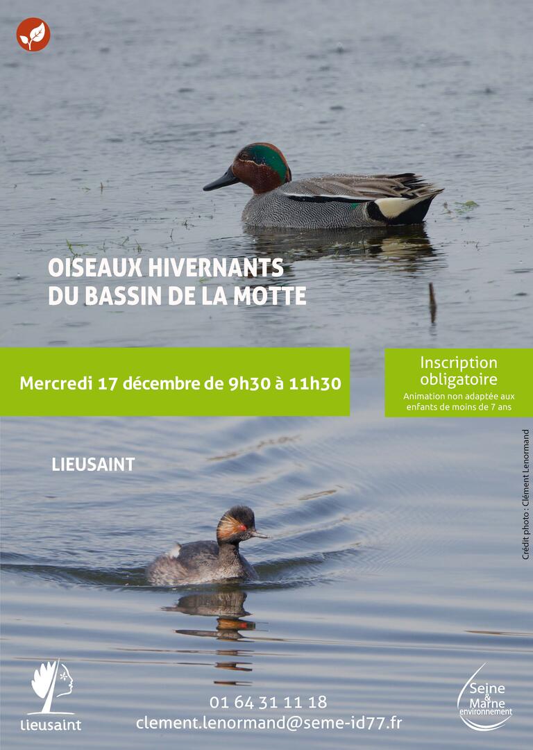 Oiseaux hivernants du Bassin de La Motte_Lieusaint