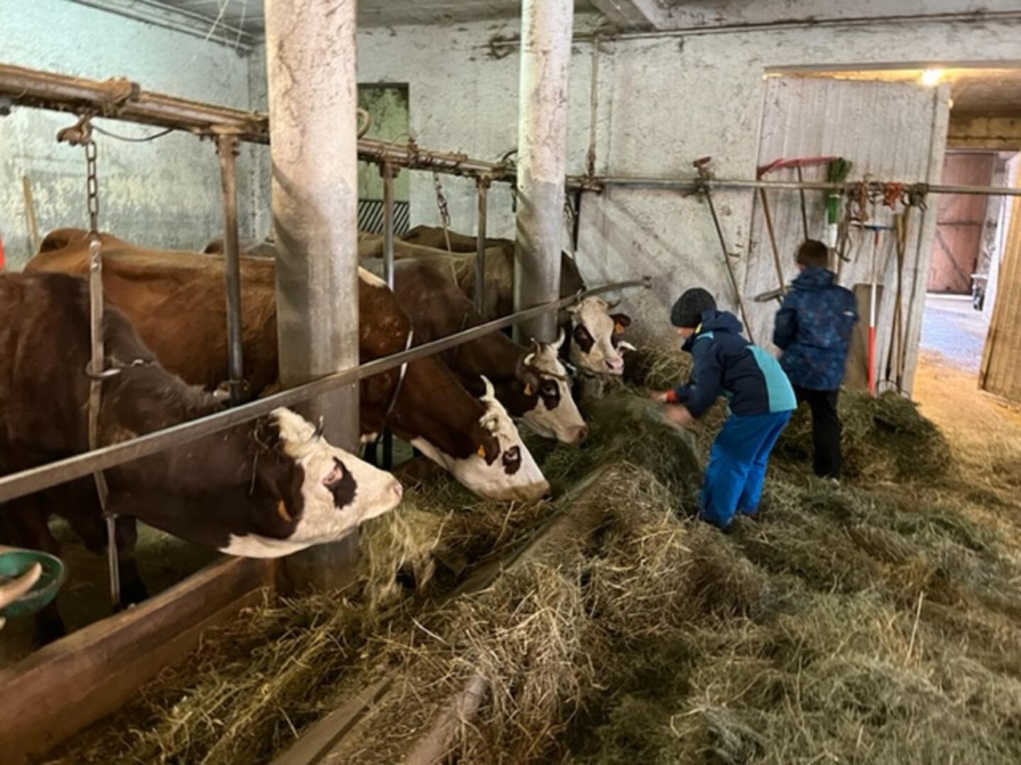 Rando à l'alpage avec traite des vaches et dégustation_Notre-Dame-de-Bellecombe