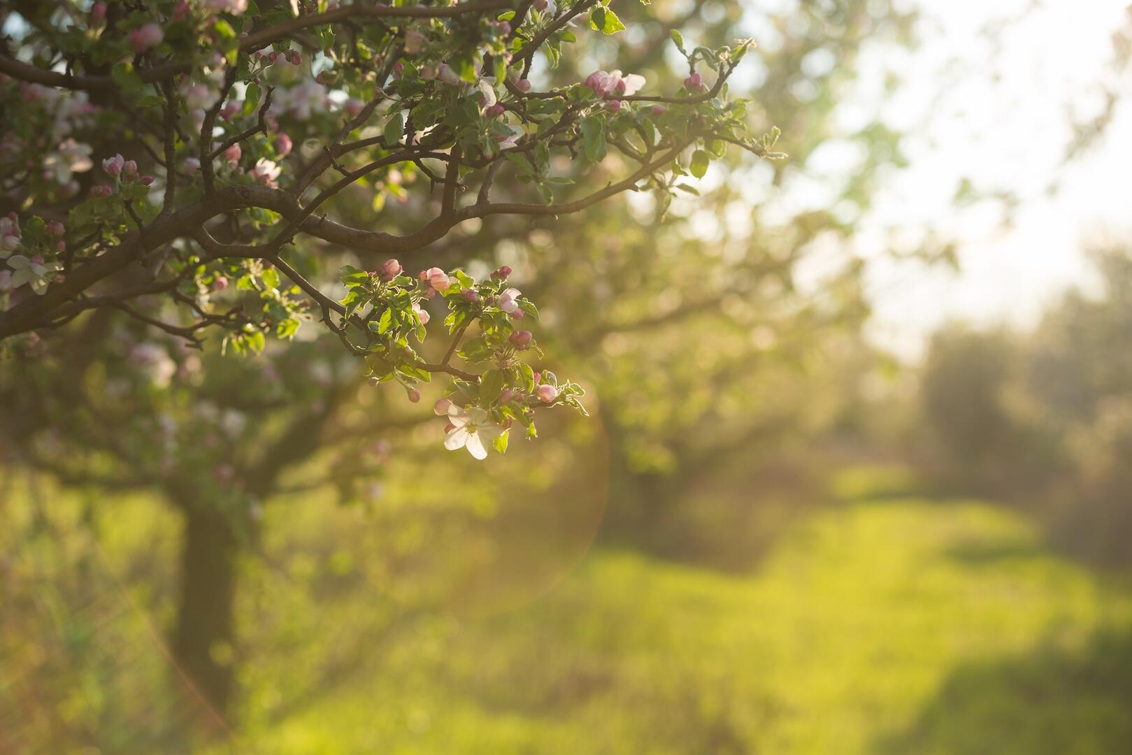 Sylvothérapie Ariège - A la rencontre avec le Pommier