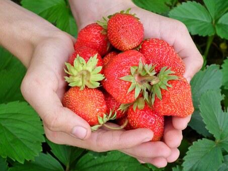 Fête de la fraise