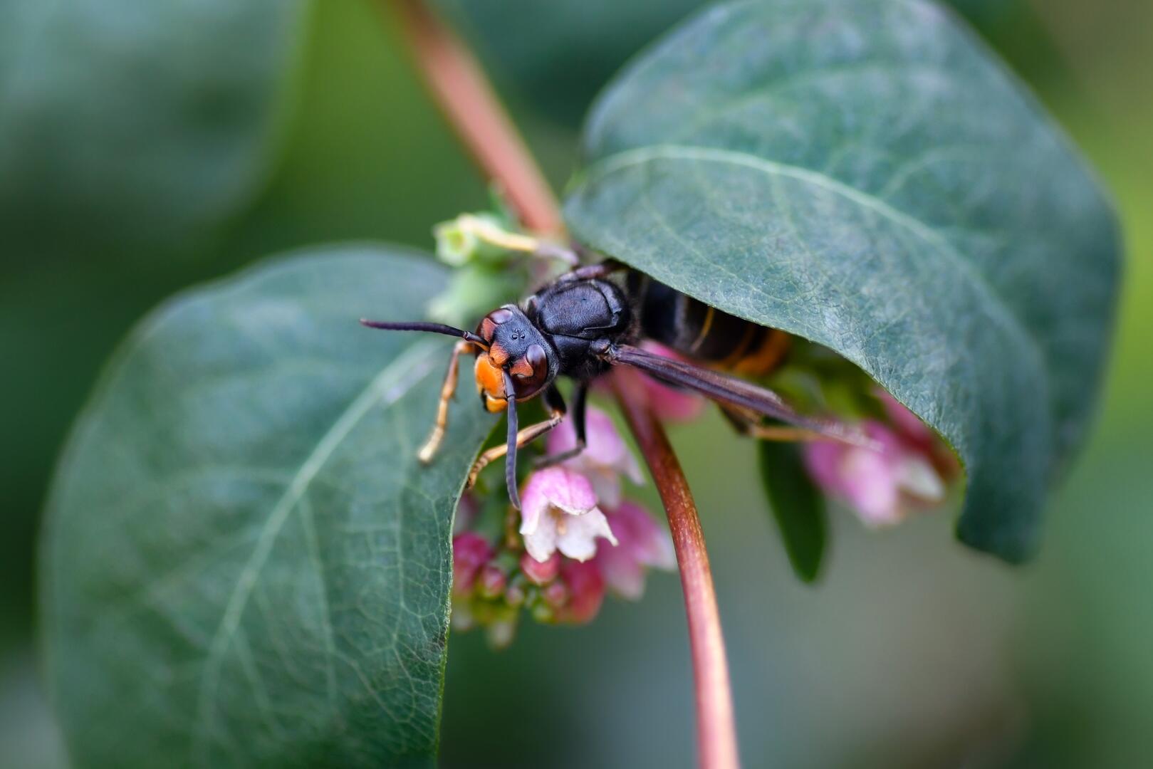 Conférence "Protection des abeilles et lutte contre le frelon asiatique"_Apt