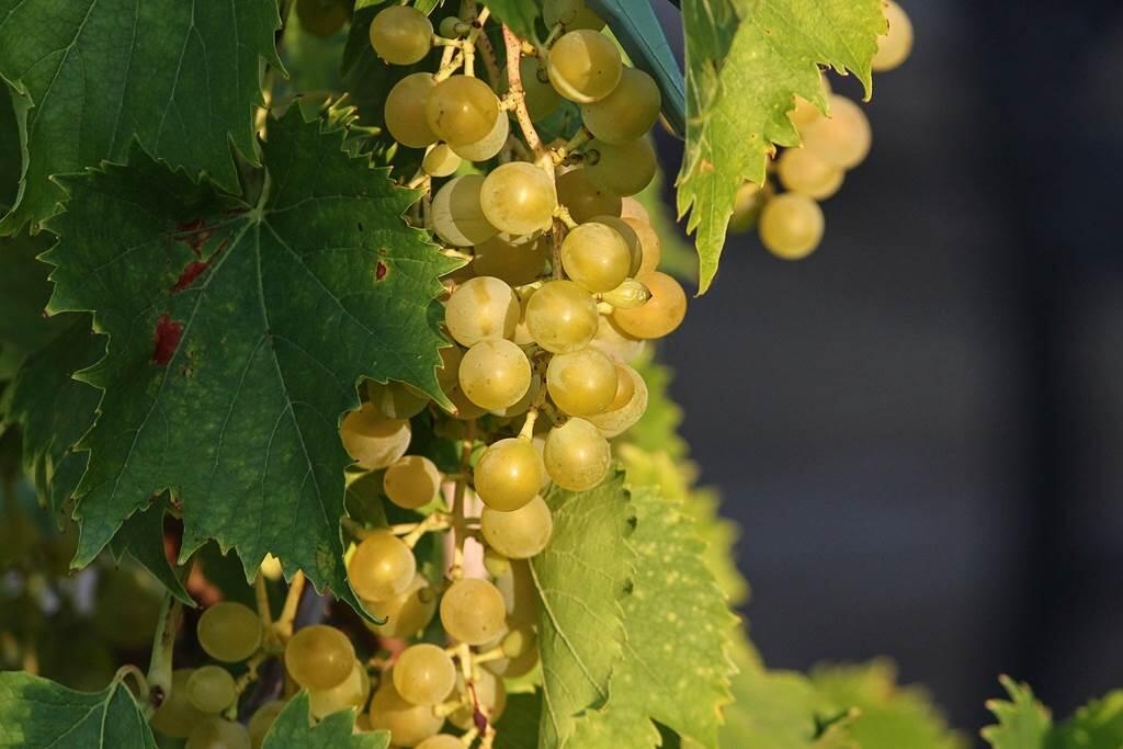 gaec fruits de l'autan