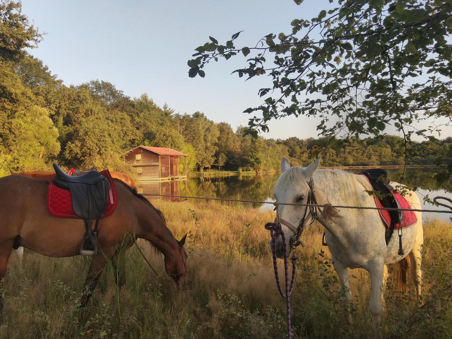 Balades et Randonnées à cheval