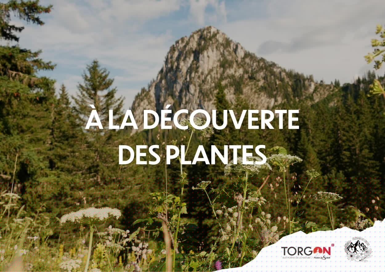 Fête de la Nature 2026 - À l'écoute des plantes_Torgon
