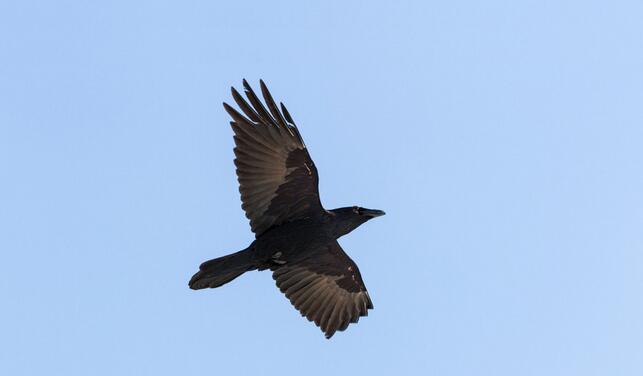 Malin comme un corbeau_Ceyzérieu