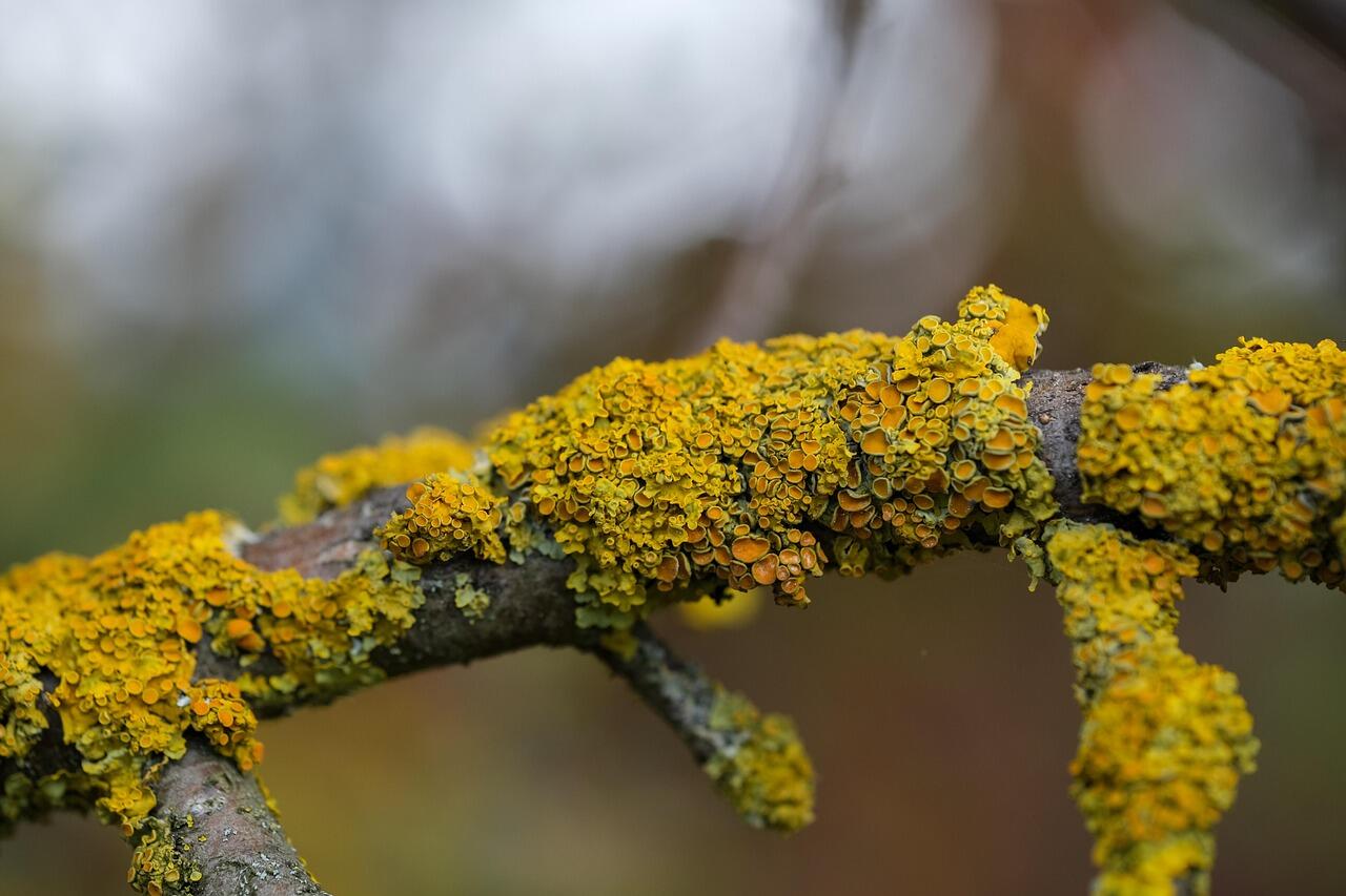 Les lichens_Arcon