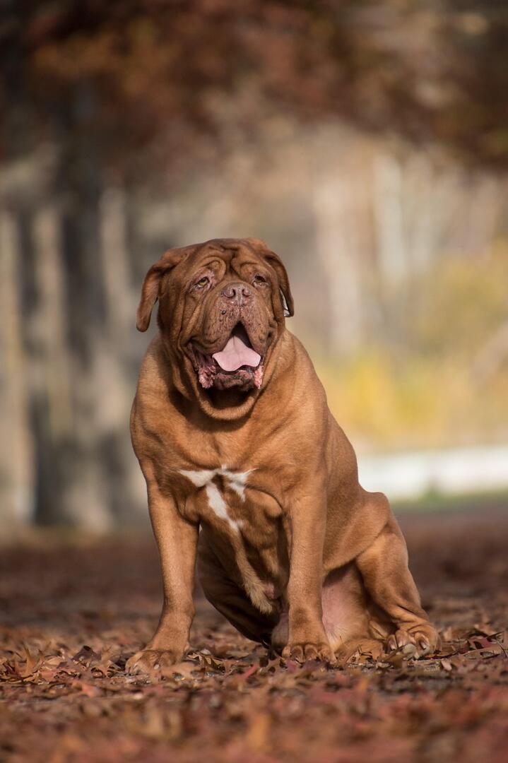 Nationale d'élevage : Bullmastiff et Mastiff_Cérilly